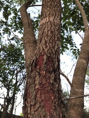 Copaifera langsdorffii