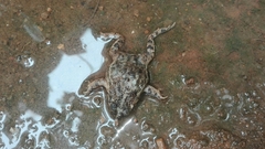 Rhinella humboldti