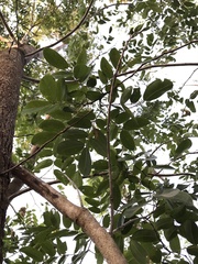 Copaifera langsdorffii