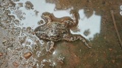 Rhinella humboldti