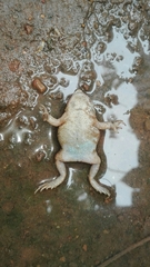 Rhinella humboldti