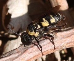 Triepeolus concavus