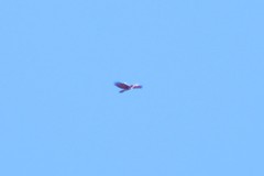 Buteo jamaicensis calurus