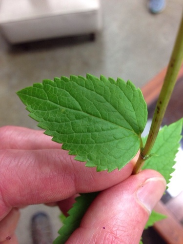 Agastache foeniculum