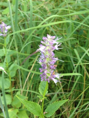 Agastache foeniculum