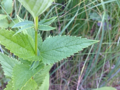Agastache foeniculum