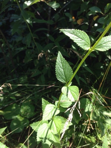Agastache foeniculum
