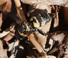Triepeolus concavus
