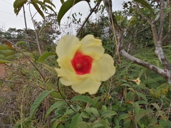Mandevilla hirsuta