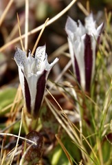 Gentiana newberryi tiogana