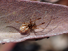 Latrodectus geometricus