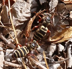 Triepeolus subnitens