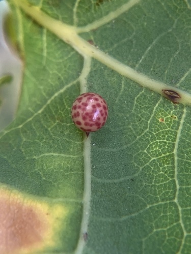 Oyster Gall Wasp