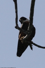 Falco deiroleucus
