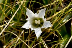 Gentiana newberryi tiogana