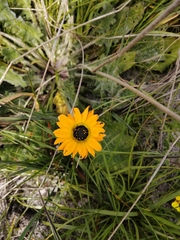 Arctotis breviscapa