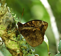 Opsiphanes invirae amplificatus