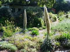 Echium simplex