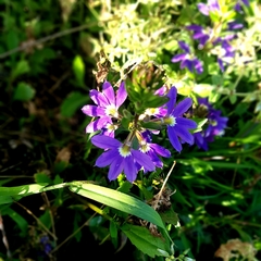 Legousia