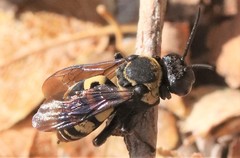 Triepeolus concavus