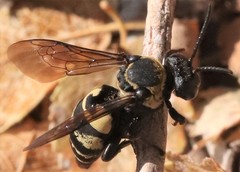 Triepeolus concavus