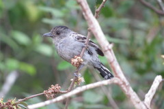 Thamnophilus pelzelni