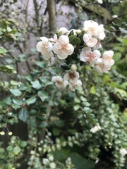 Luma apiculata