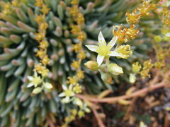 Dudleya virens hassei