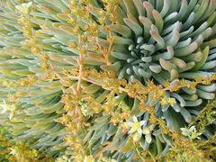 Dudleya virens hassei