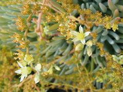 Dudleya virens hassei