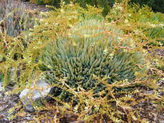 Dudleya virens hassei