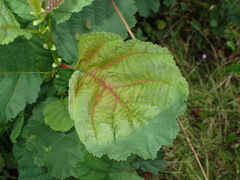 Taphrina tosquinetii