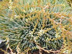 Dudleya virens hassei