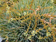 Dudleya virens hassei