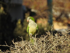 Myiopsitta monachus