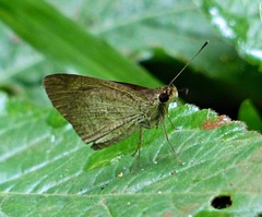 Synapte malitiosa antistia