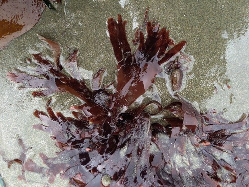 Rhodymenia pacifica