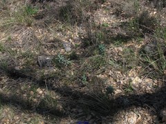 Euphorbia nicaeensis