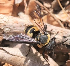 Triepeolus concavus