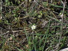 Cerastium pumilum