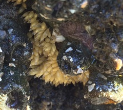 Acanthinucella spirata