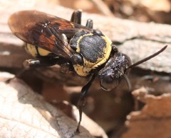 Triepeolus concavus
