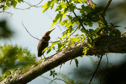 Green Heron photographed in Tennessee