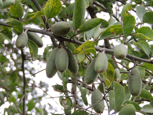 simple-thorned greenthorn