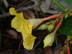 Mandevilla scabra