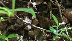 Dendrophidion percarinatum