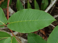Mandevilla scabra