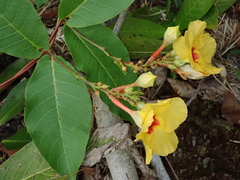 Mandevilla scabra