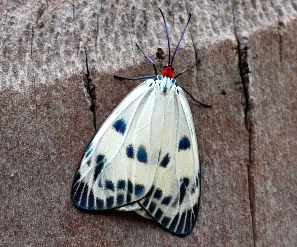 Chalcosia phalaenaria