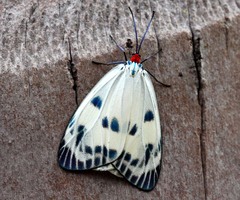 Chalcosia phalaenaria